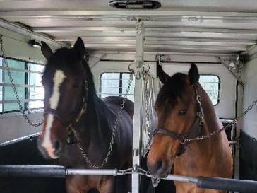 Tryon Horse Transportation